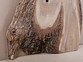 Фото, фотография. Слэб из дерева горного карагача. Купить слэб в Москве в столярной мастерской Дорофея Брычёва